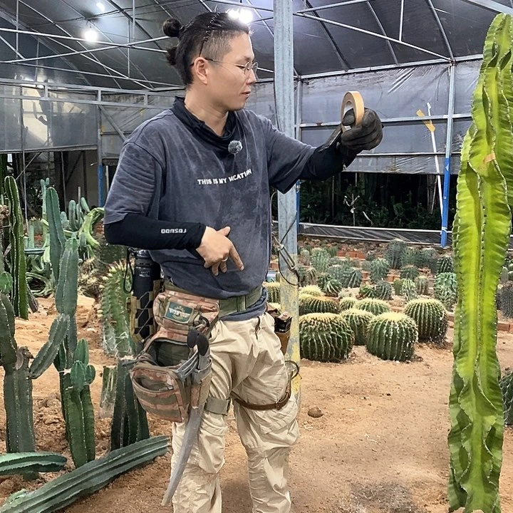 志*叔随单发货 20公分金虎。