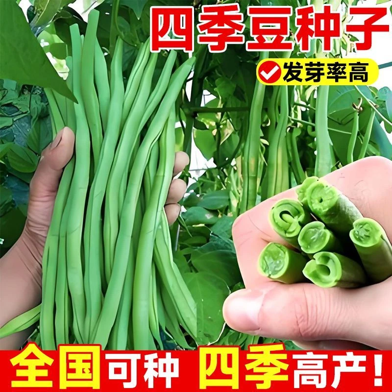高产早熟有架四季豆种子爬藤四季播芸豆豆角种子红花无筋四季豆