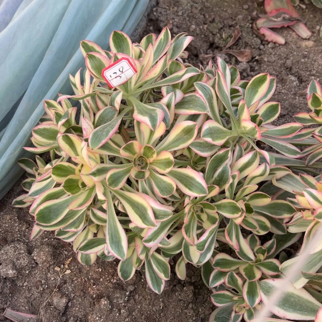 139多肉植物艳姿锦