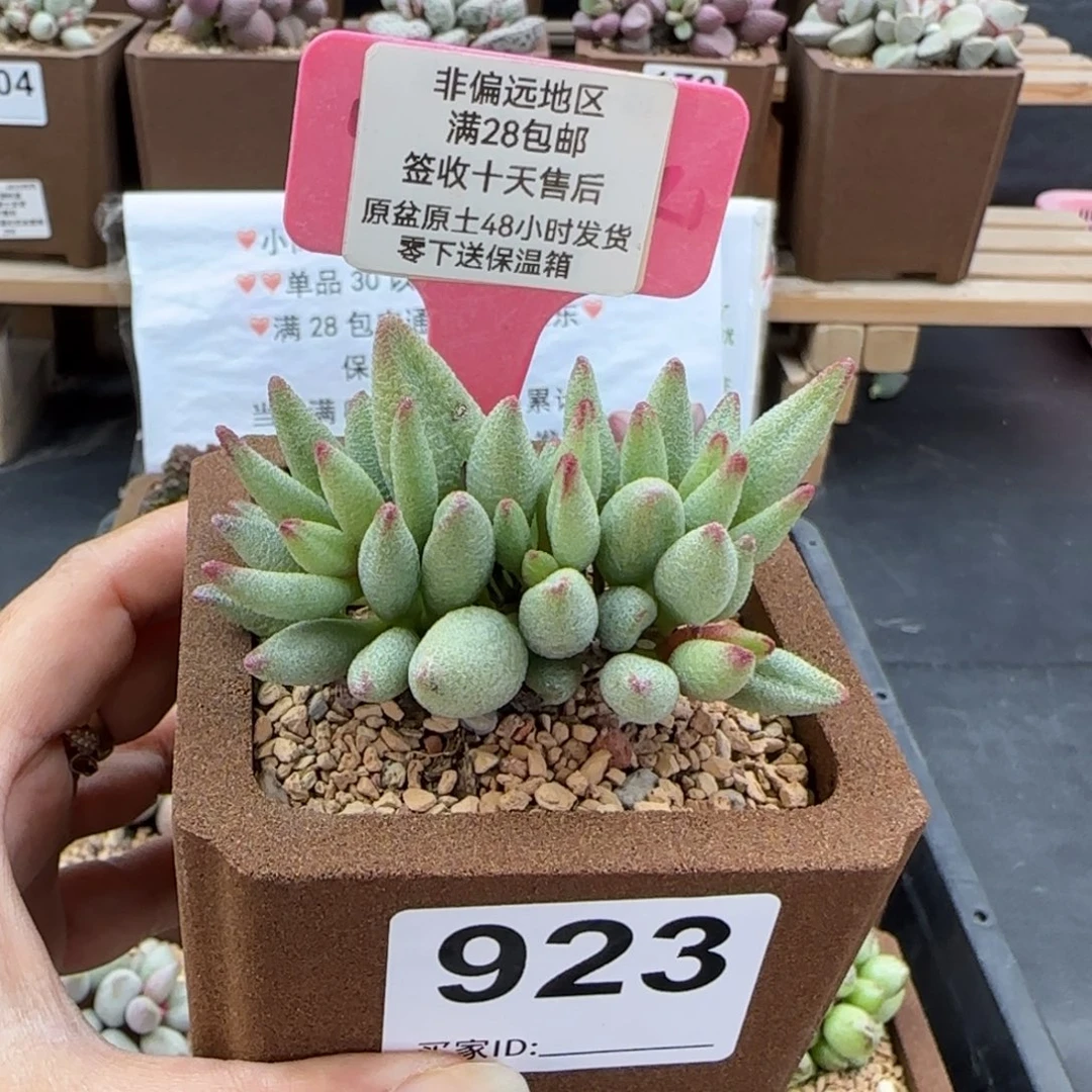 923大红嘴多肉植物微瑕