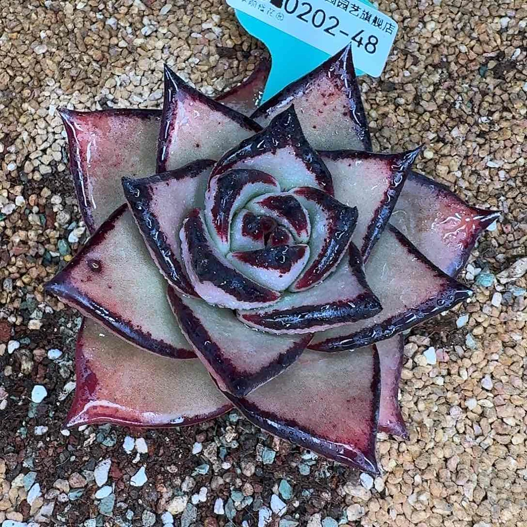 从前慢花园东云系多肉0202-48