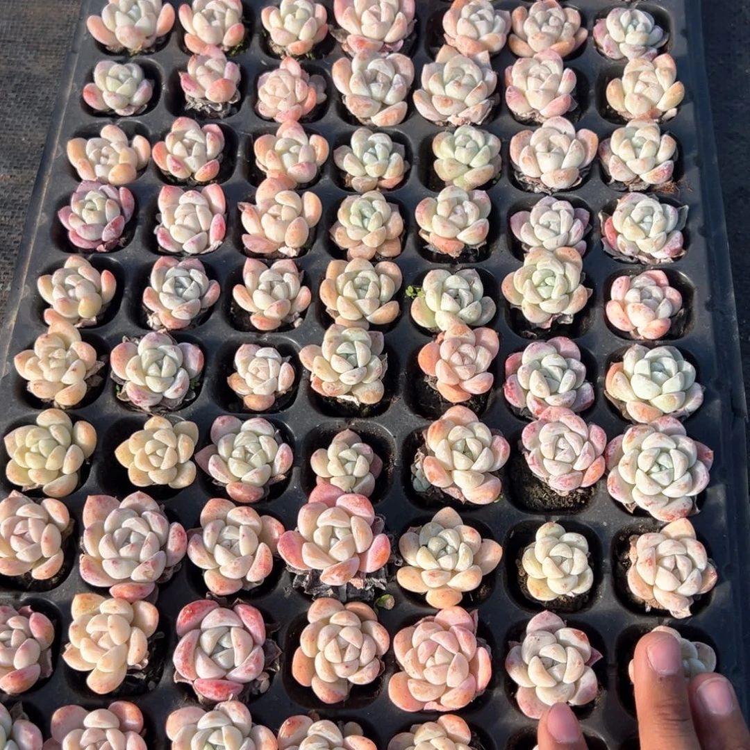 精控冰玉优选到手5颗 大小3cm 量拍多肉满18包邮