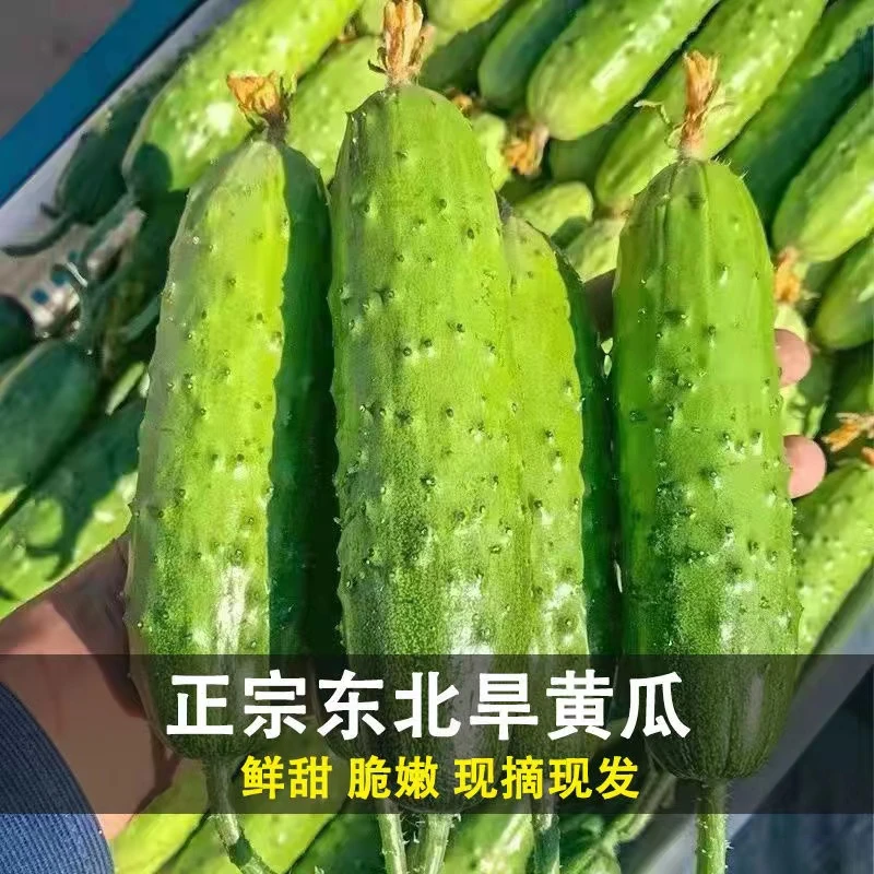 东北现摘旱黄瓜新鲜水果黄瓜脆甜爽口小黄瓜水果黄瓜新鲜现摘现发
