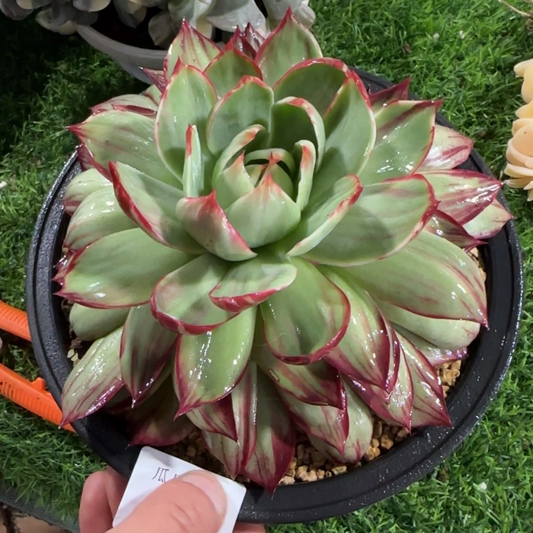 2093惊鸿仙子锦多肉植物的时候