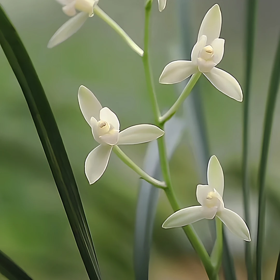 【茶城雪素】秋榜旭槿兰花高端铭品阳台养兰易养活