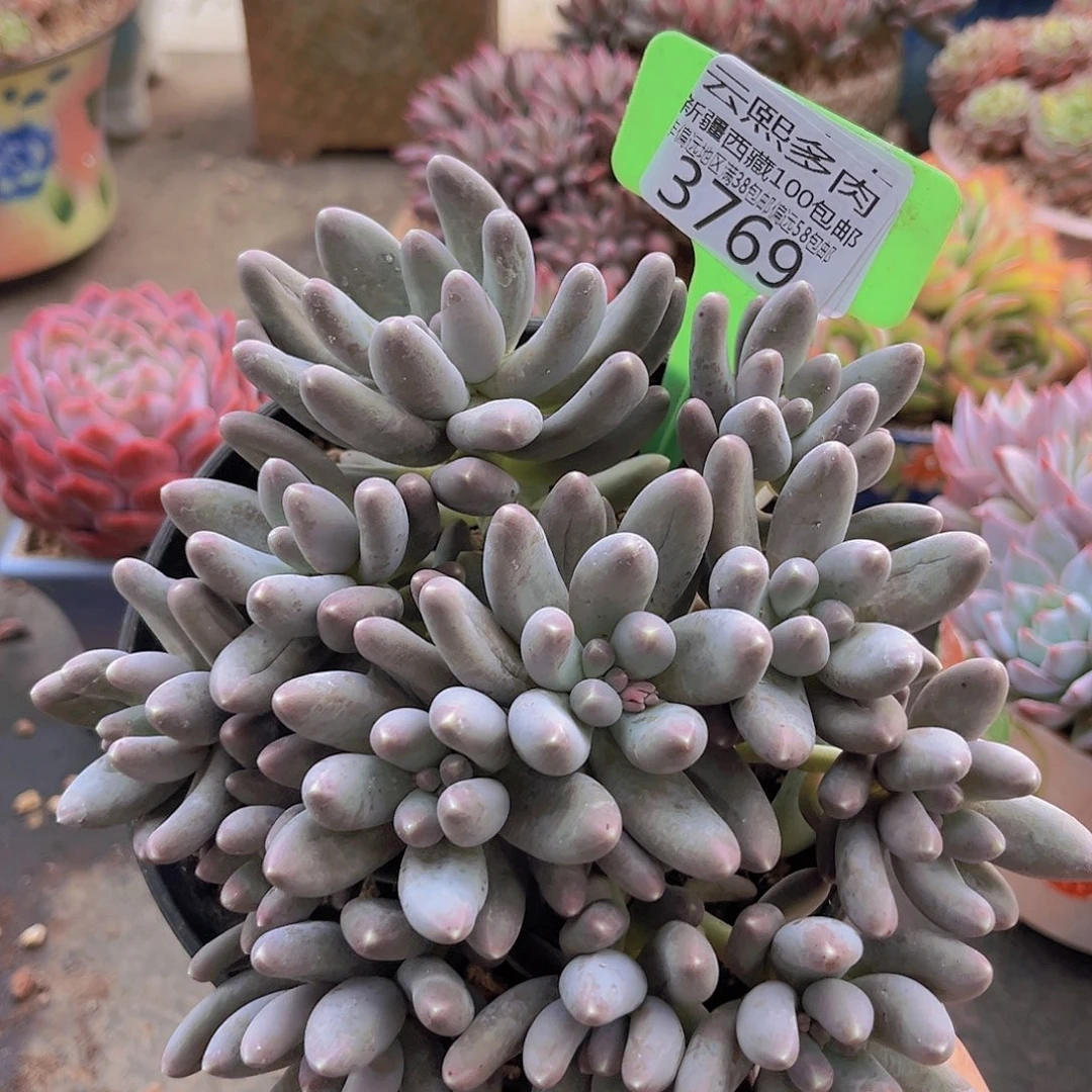 3769乌拉奶多肉植物