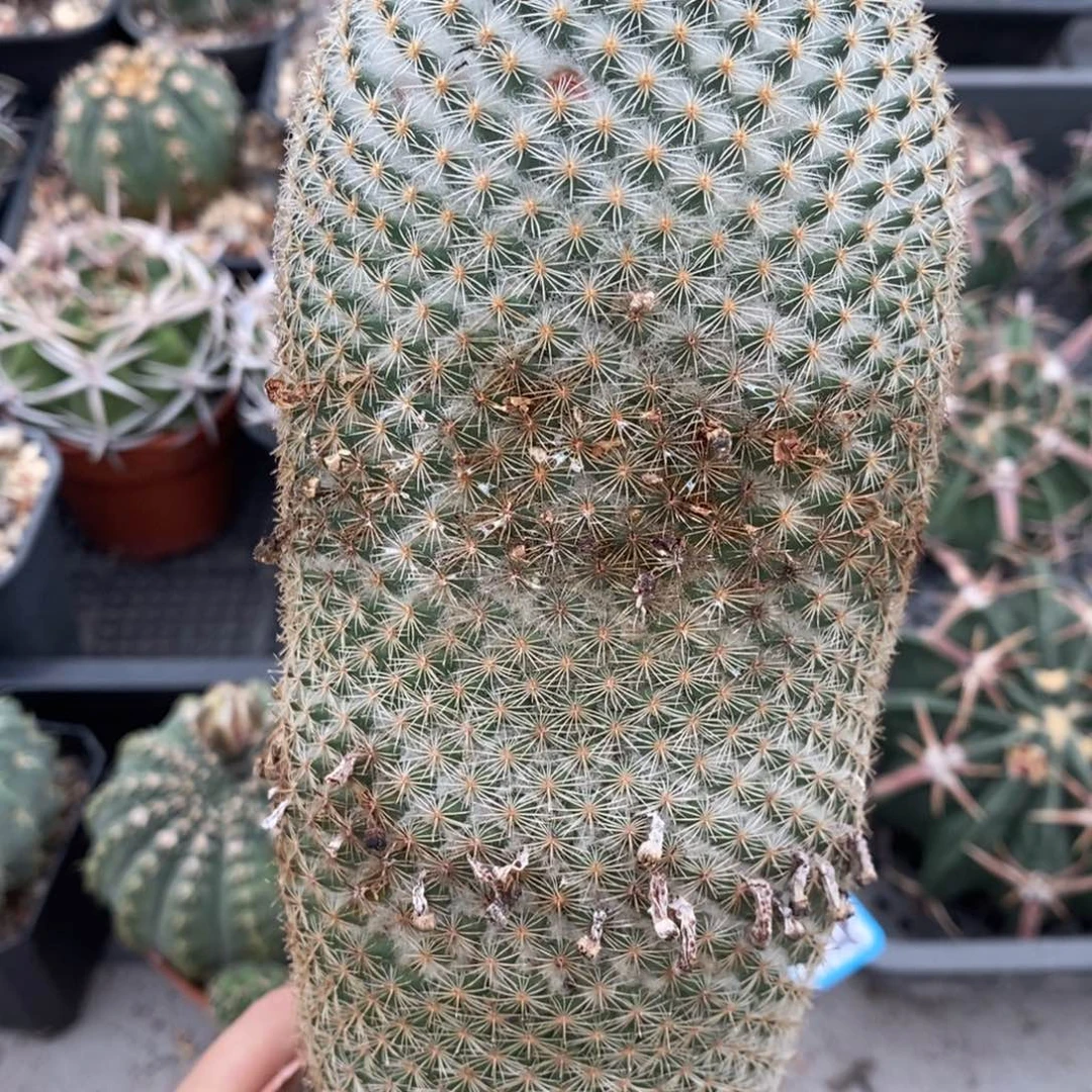 雪顶希望丸植播园艺