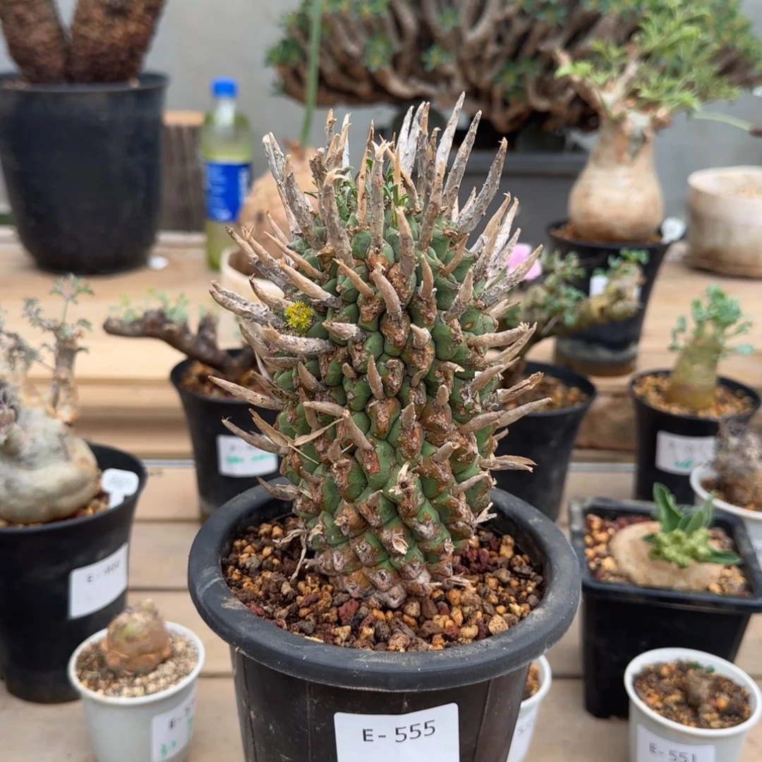 555斗牛角大戟块根植物
