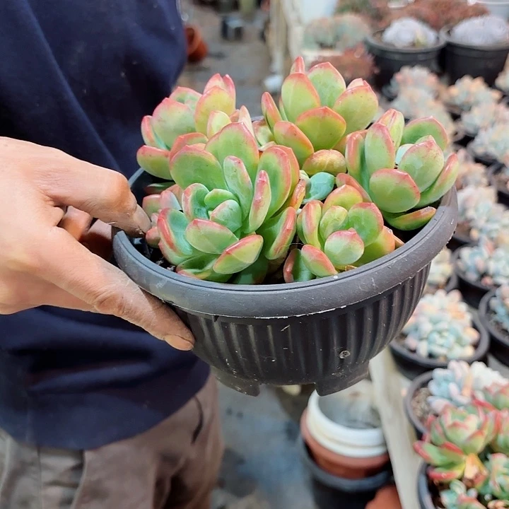 拉萨群生整装小号多肉