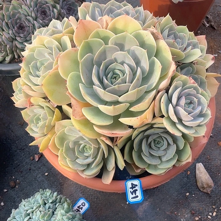 451蓝色苍露 一物一拍多肉