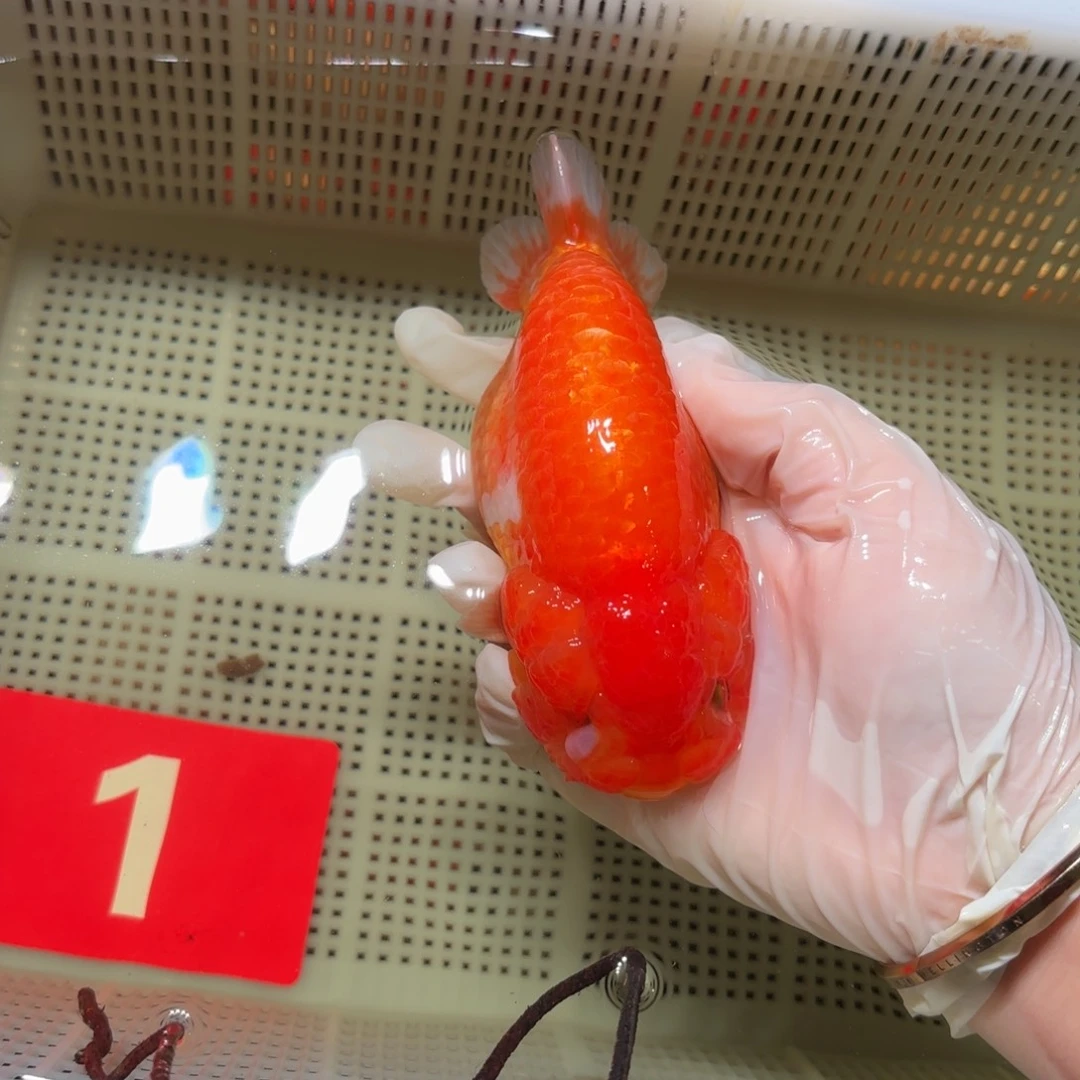 金鱼运费自理不包邮