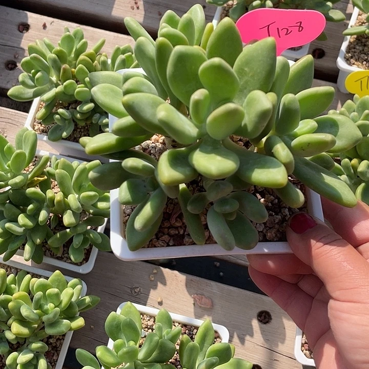 芒果美人多肉植物128