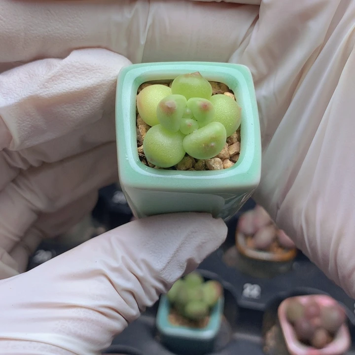 妖***轩一物一拍 萤火虫 超透