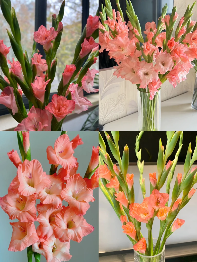 粉色系剑兰一把（10支） 云南基地鲜花   基地直发