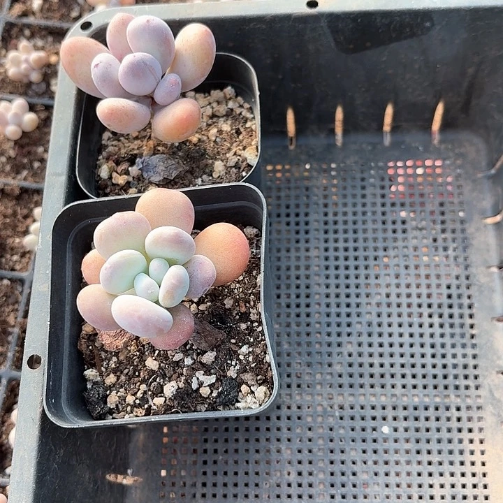 淡***笑smdkdndjdkdk420