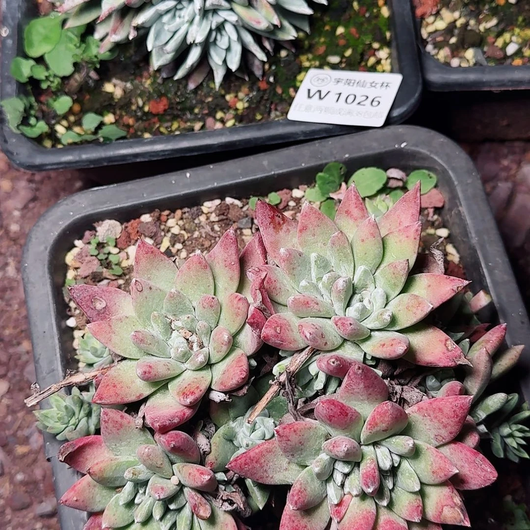 1028刘丹拇指多肉