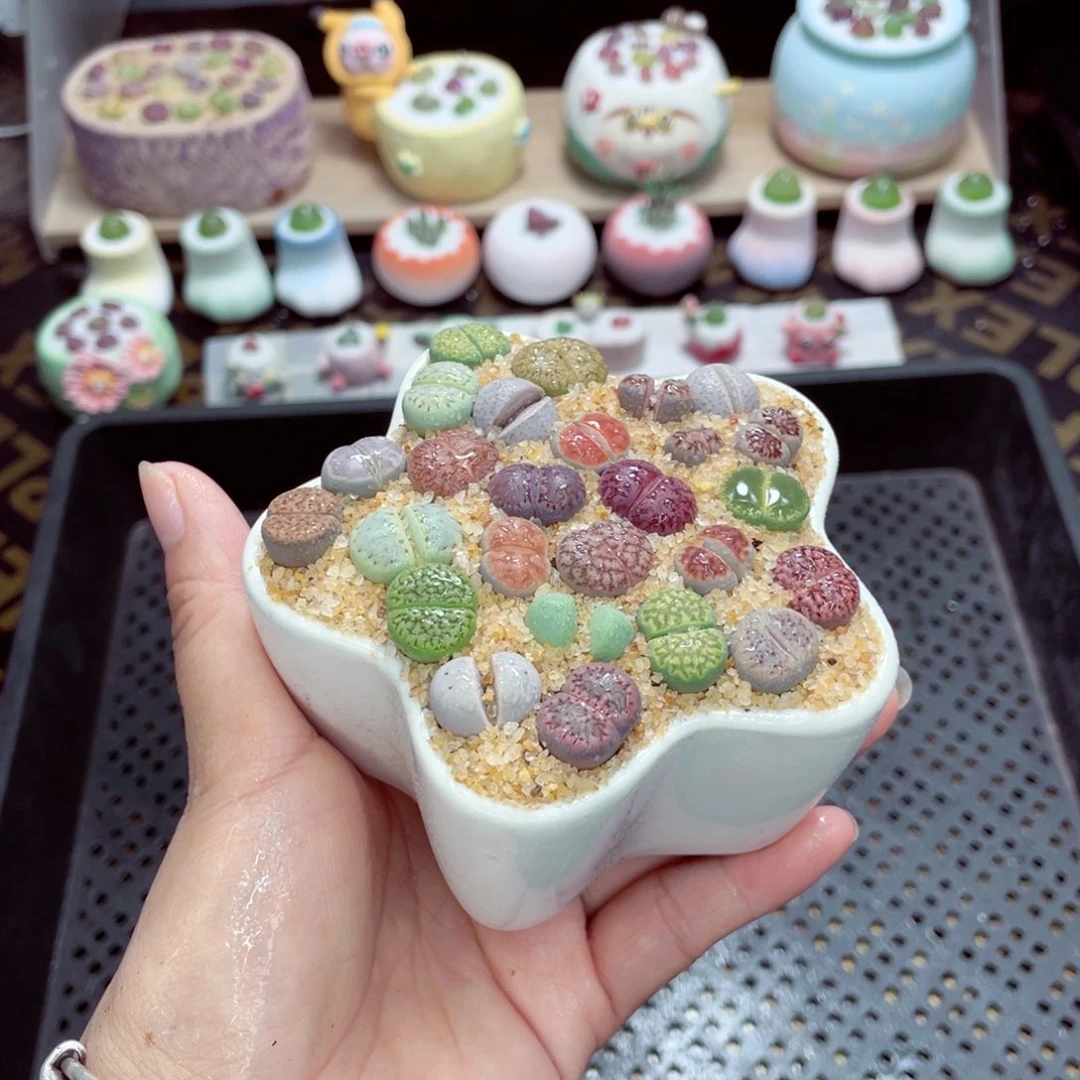 w5097 带盆土发货一物一拍