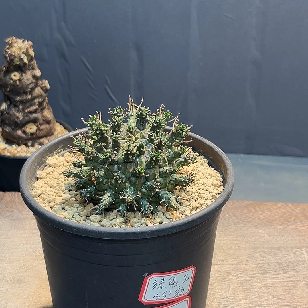 绿鬼玉Zzzzzzzzzzzz