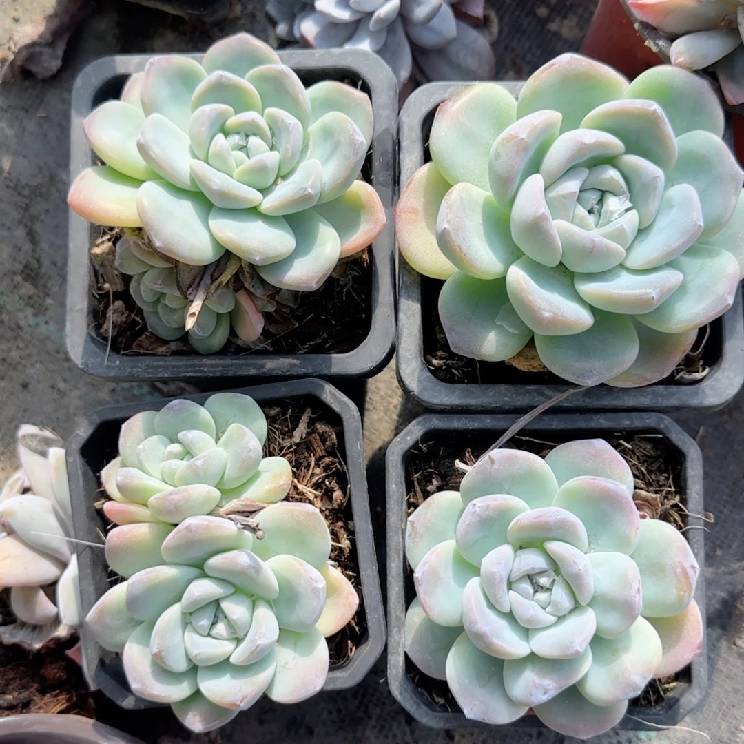 无花朵黑方冰玉特价