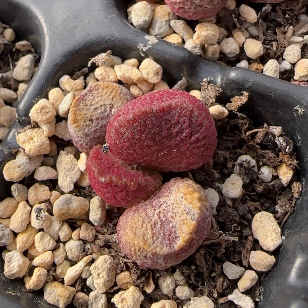 饭*儿夏娃水泡多肉植物