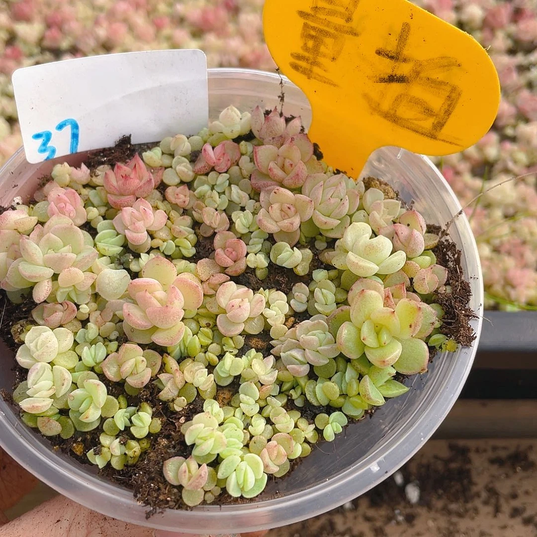 量拍多肉植物多肉植物37