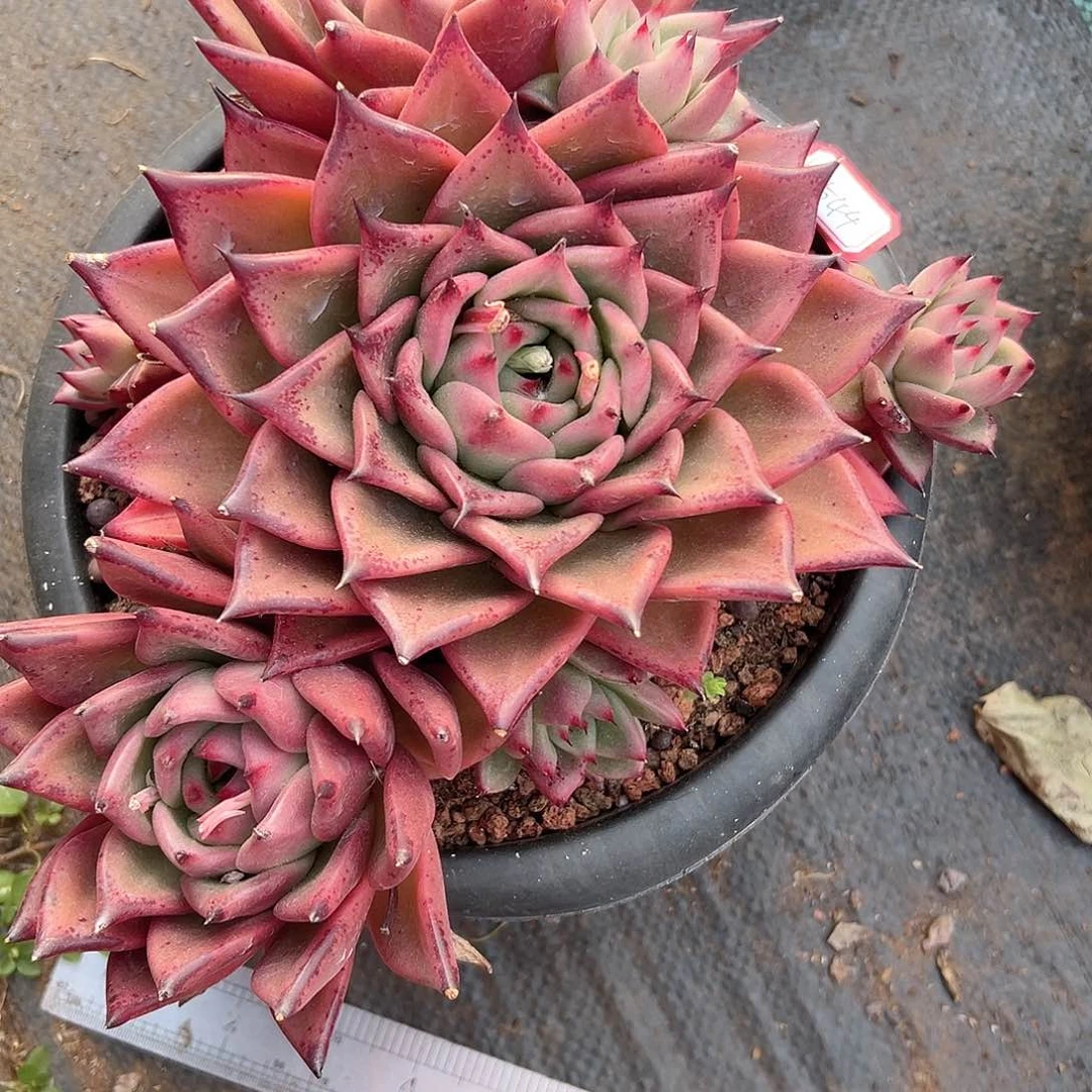 拓****a0544红颜蜜语多肉