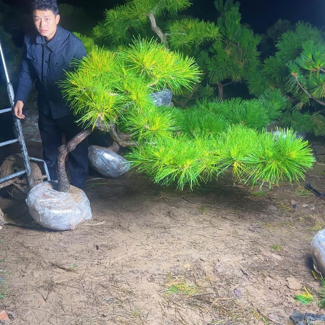 2***5完全开放环岛园林老桩黑松