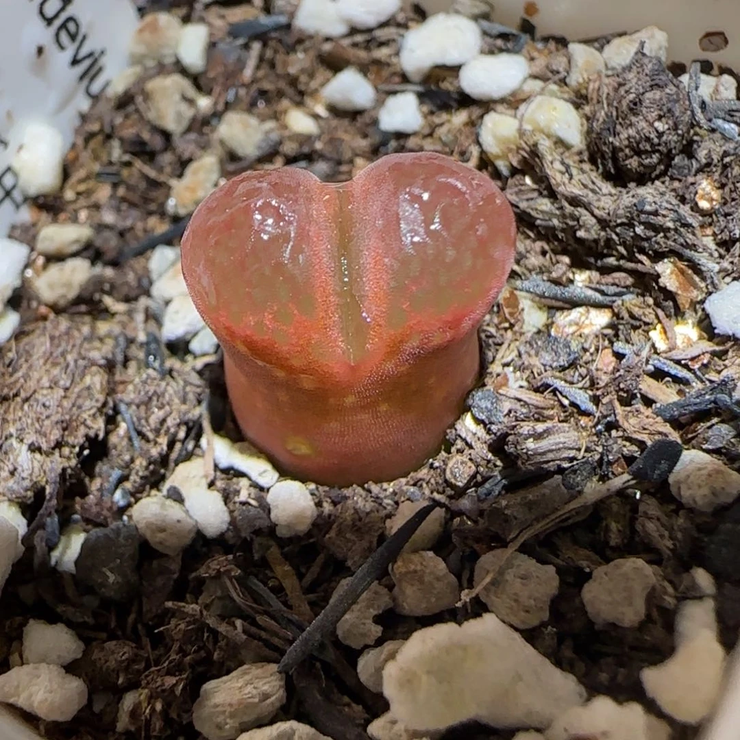 C***_肉锥多肉植物百科5-有疤473