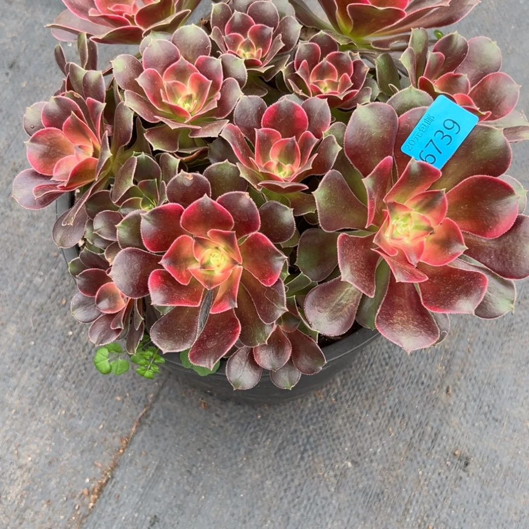 ✨***6739香妃多多多肉多肉多肉