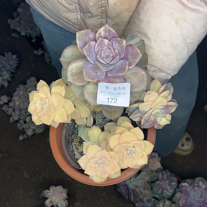 紫乐锦一物一拍特价