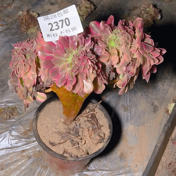 2370美杜莎缀多肉植物