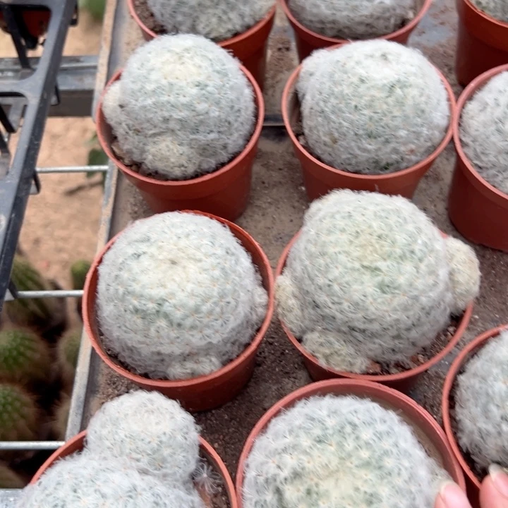 白星随机一颗。