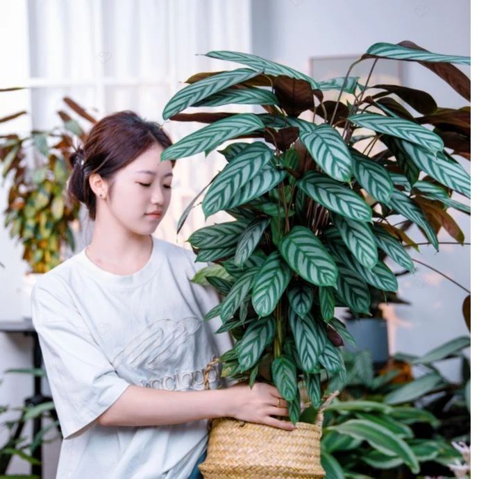 新飞羽竹芋1盆栽网红植物室内耐阴四季常青观叶常绿北欧美化直立