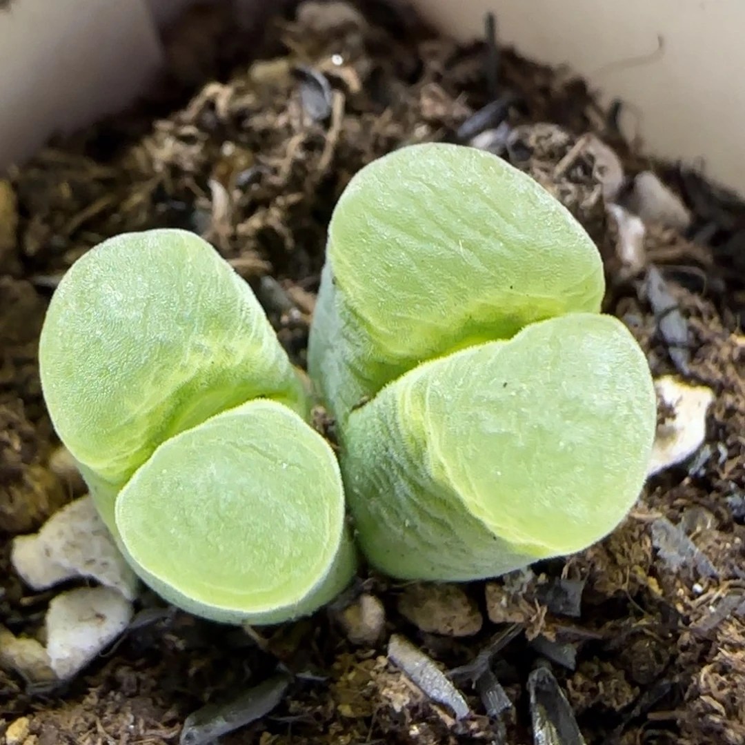 8.9。。山地玫瑰。。   2054