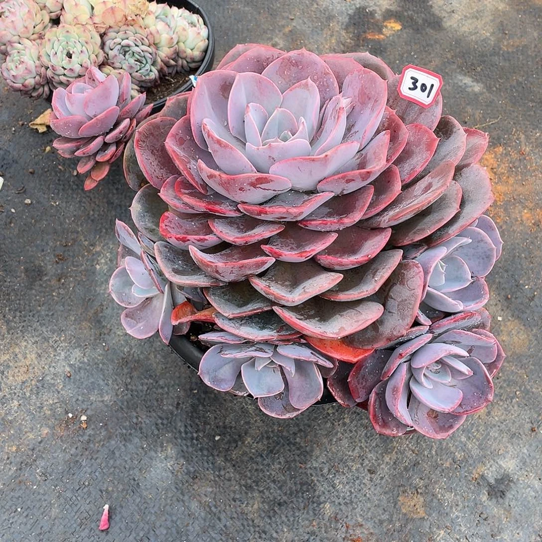 301尘埃玫瑰 一物一拍多肉