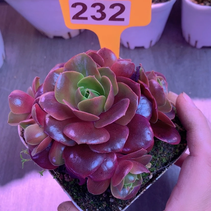 【闪购商品】yjj232云霞