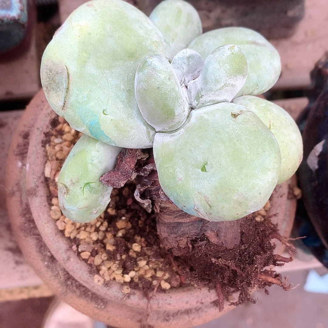 一***依458瑕疵福利不售后