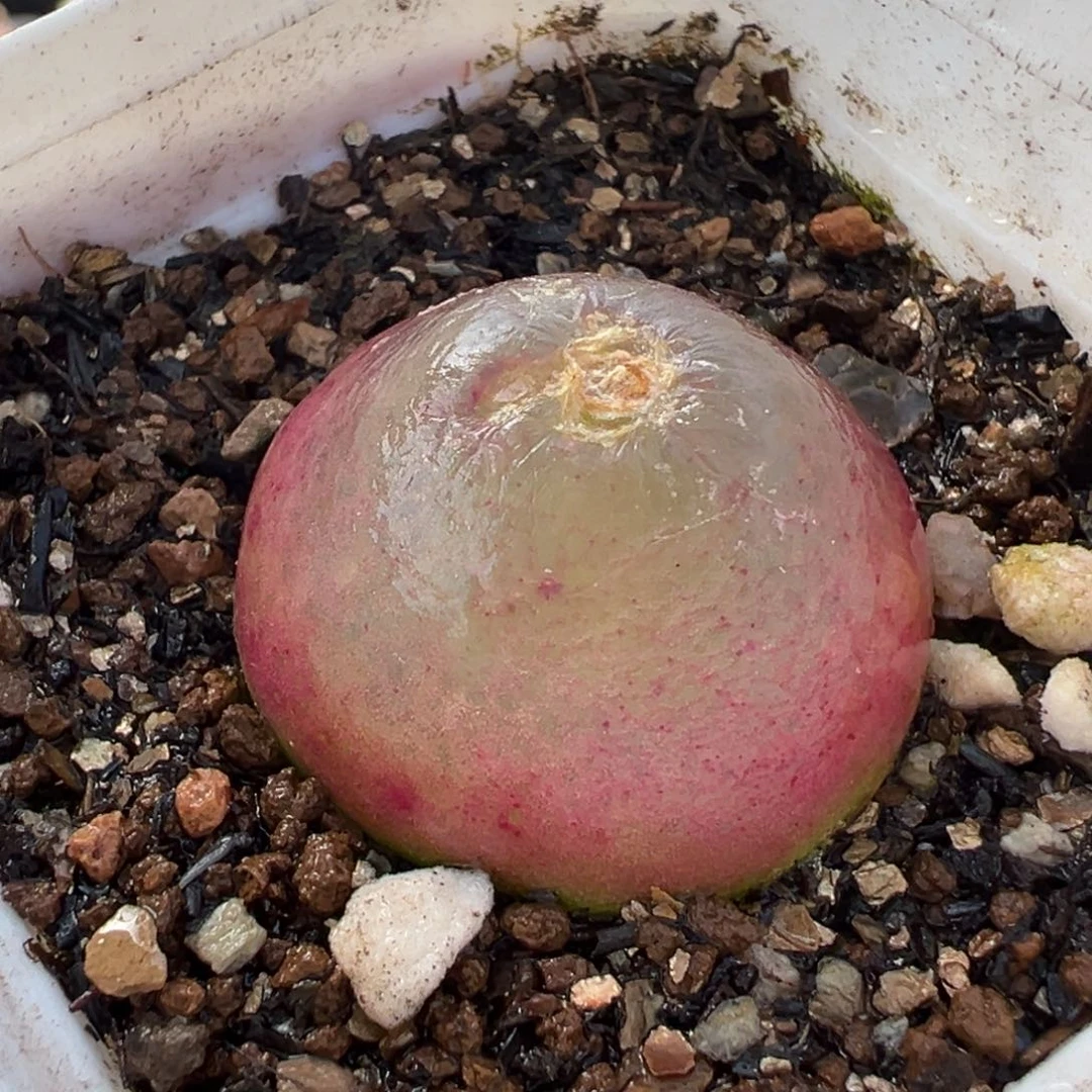 258多肉植物种类多样