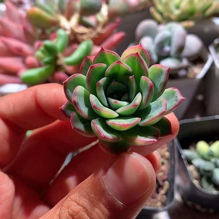 雨燕座锦拉丝锦侧芽