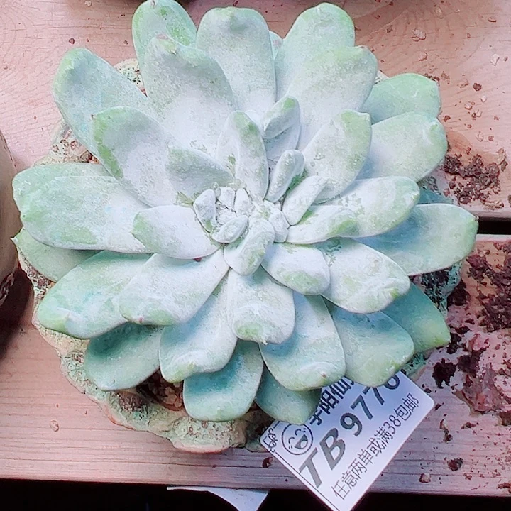 9776普西飞克仙女杯多肉