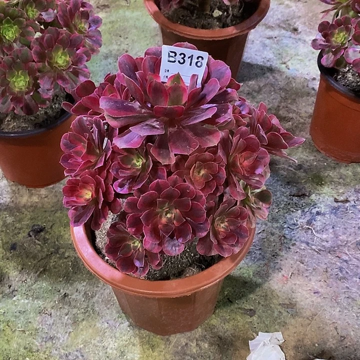 快****婆美杜莎多肉植物318