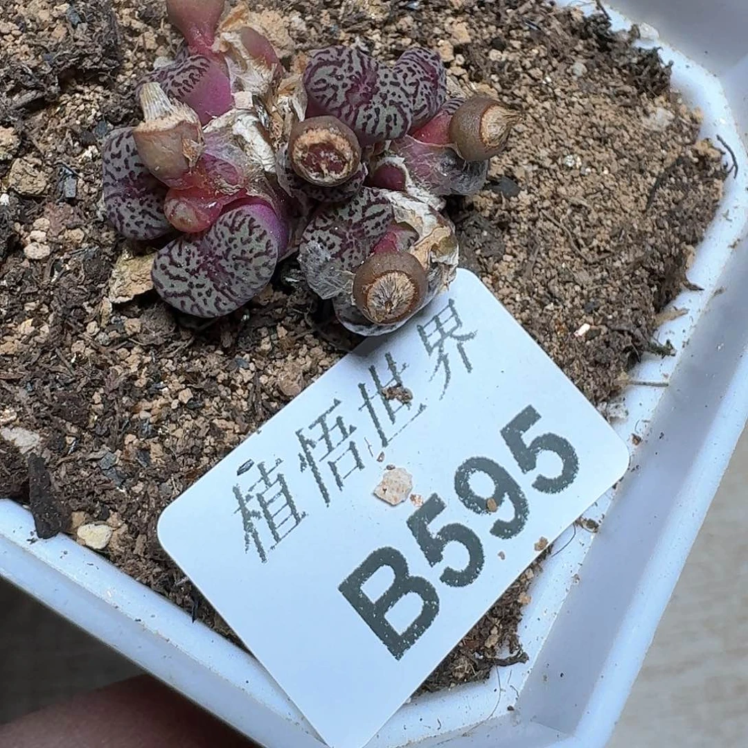 595盒多肉植物哇f g