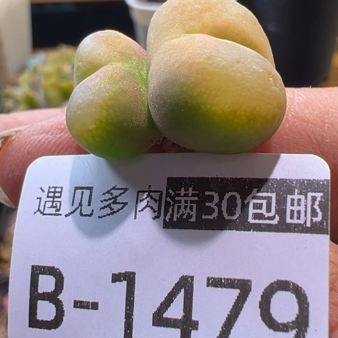 多肉植物111111111111