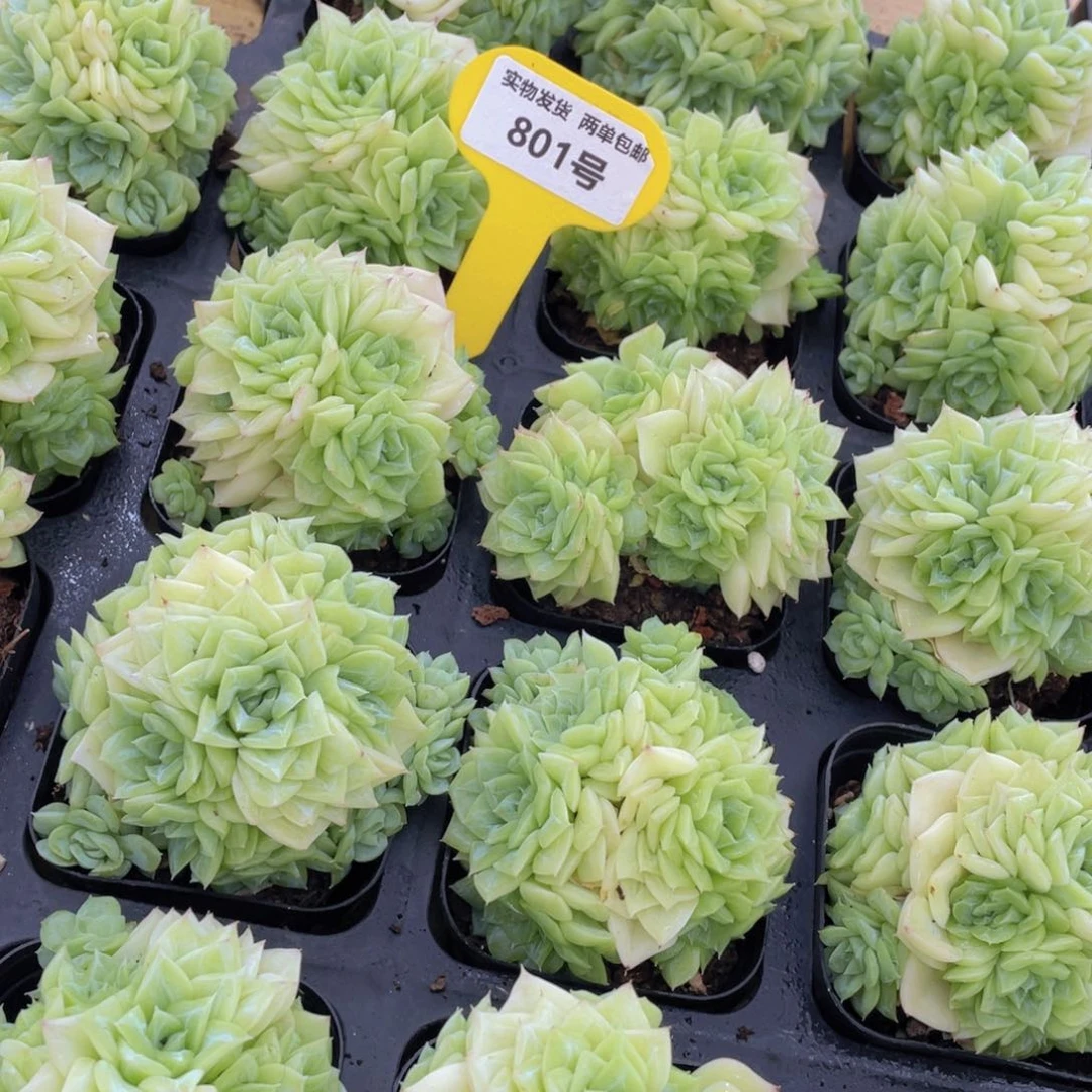 801号 果冻白天鹅麦秆群一个