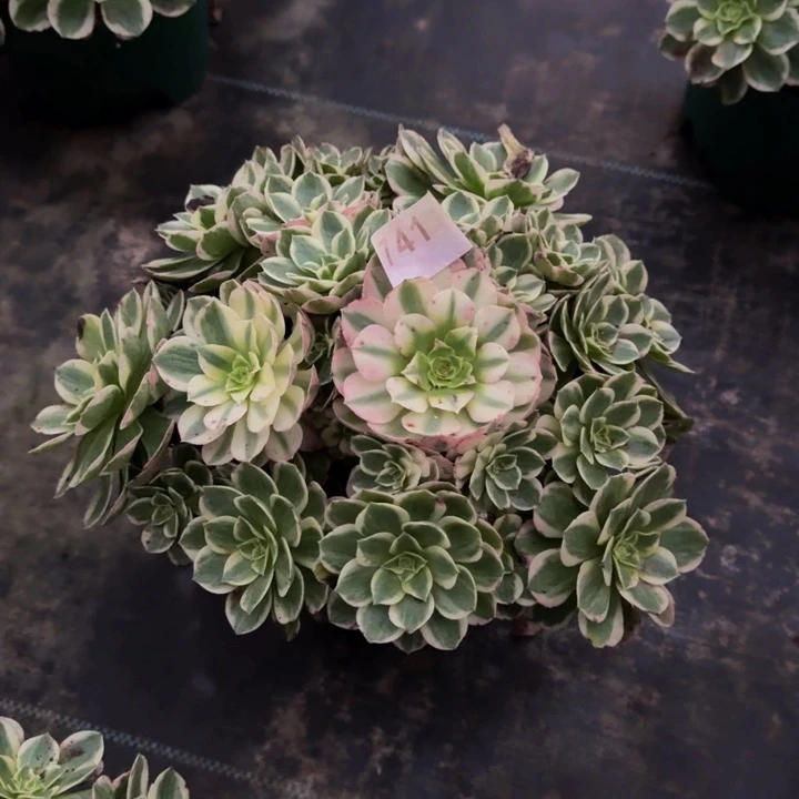 0000000000000741玉芙蓉