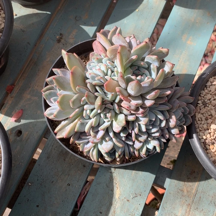 肉丝玛丽花花花花花花花花花