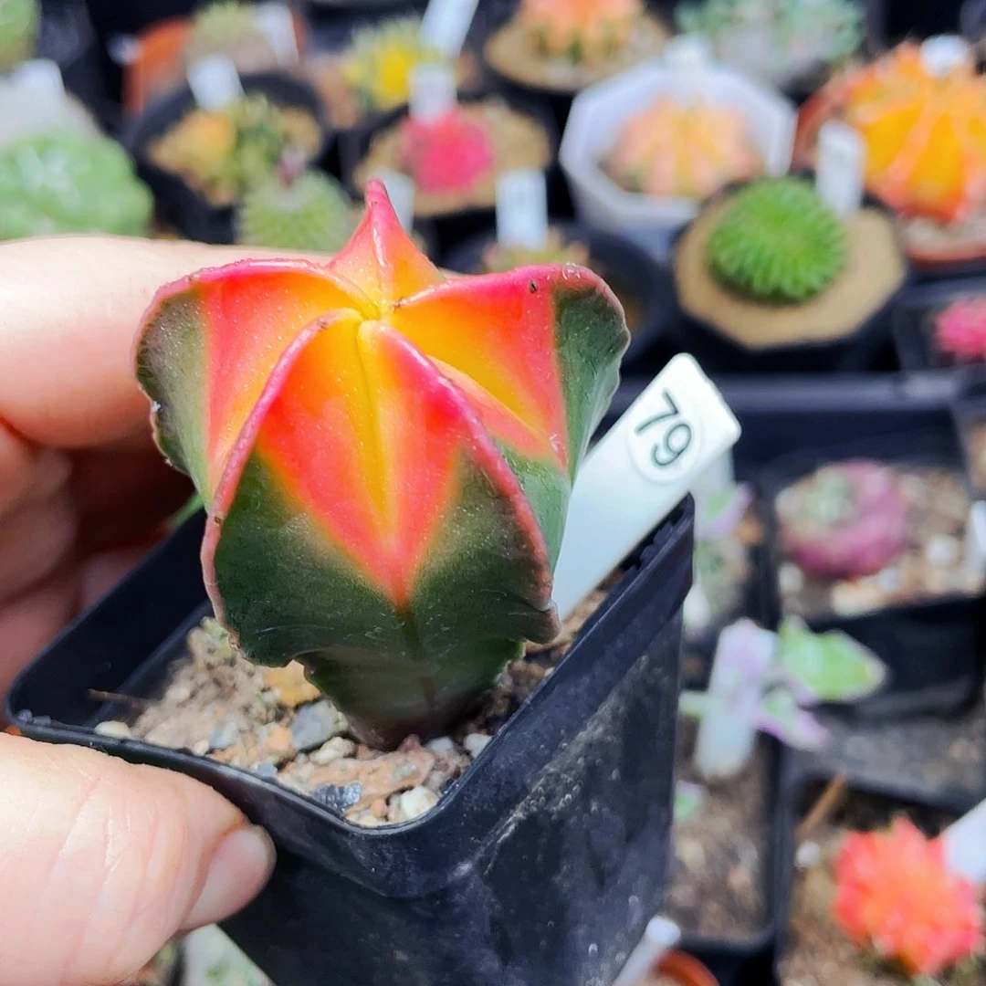 好*民非偏远地区满25包邮仙人球