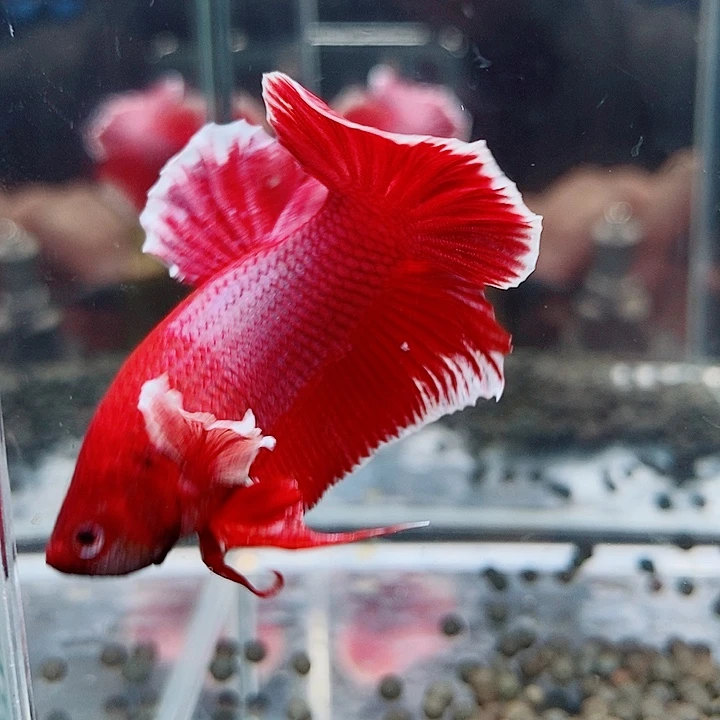 斗鱼黑113号巨斗将军