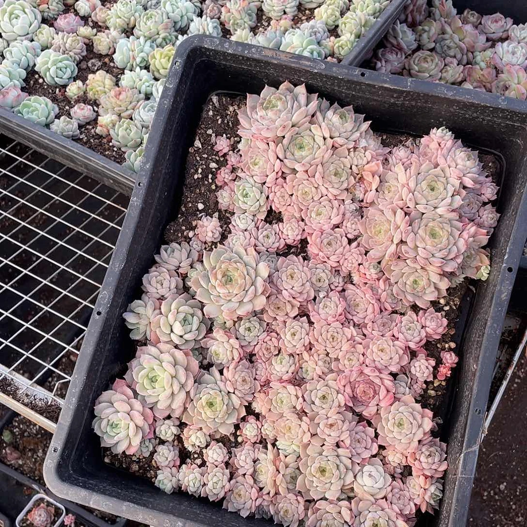 呵***呵282。 定。