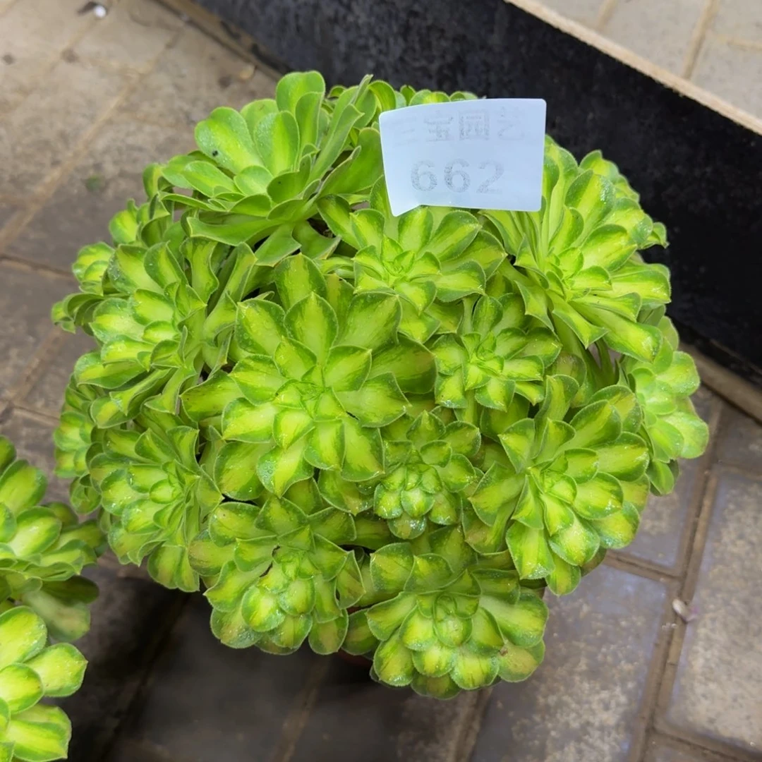 多肉植物662韶华法师